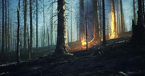 Wildfire engulfs forest in dramatic display of natures power