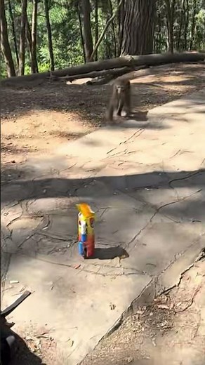 Achtung, Lachanfall! 😂 | Die verrücktesten Affen-Fails