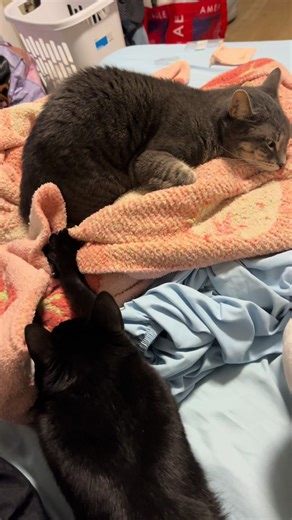 Olives side eye while azula is kneading too close to her 😭 #cat #cats #fyp #catsoftiktok