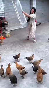 252K views · 1.8K reactions | This Is Called a Genius Pigeon Trap Door . . . #facts #bird #birds #pigeon #pet #pets #wildlife #nature #reels #reelsinstagram #viralreels #trendingreels #viralreelschallenge2025viralreelschallengejaiviralreelschallengeviralreelschallenge | Facts Gyan | Facebook