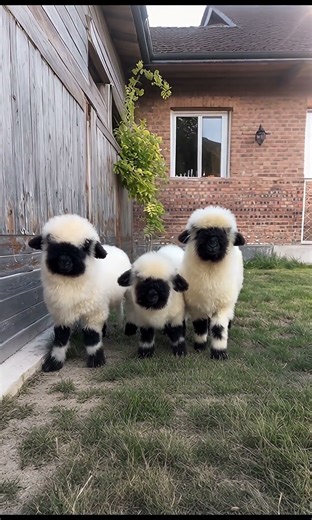 Two Adorable Black-Faced Sheep — Which One Wins Your Heart? 💕 #cutefarmanimal #animals