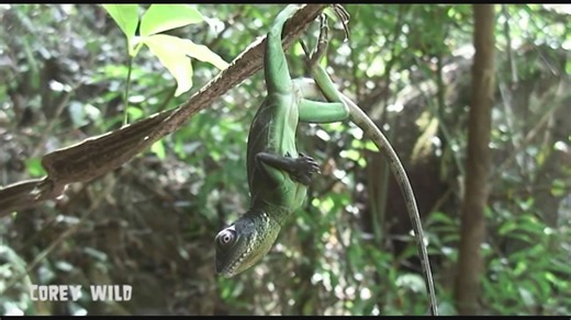 Travel Thailand for wildlife adventures | Water dragon spotting