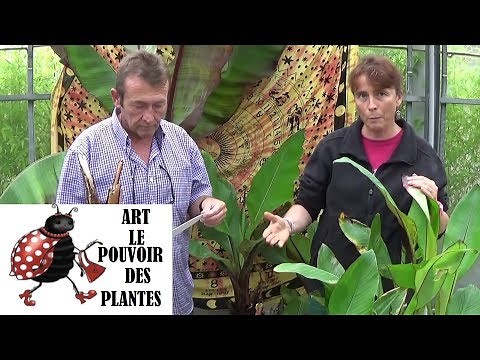 Gardening: Culture and division: How to multiply a basjoo banana: Green or perennial plants