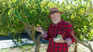 🍊🌱 Neville introduces the pleasures of growing exotic fruits in your garden and the delicious rewards they bring! 🍓🌿 Transform your backyard into a tropical paradise with these exotic fruits that are easy to grow and full of flavour! 🌟 🍌 Red Dacca Banana – A dwarf banana with purple-red fruits and creamy flavour, growing up to 2 meters tall. 🍏 Custard Apple – A prolific fruiter with incredibly sweet flavour, thriving in a Mediterranean climate. 🍊 White Sapote – A large fruit from South A