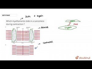 Which myofilaments slide in a sarcomere during contraction ? | 11 | LOCOMOTION AND MOVEMENTS | ...