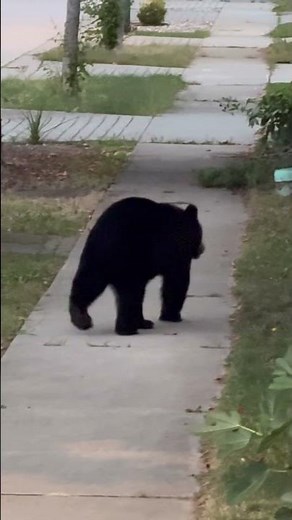 Bear tickles and then stands up to walk #bear #animals