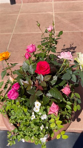 【ガーデニング】ミニバラ/バコパの寄せ植え#106 #ガーデニング#お花#激安苗#flowers #garden #fyp