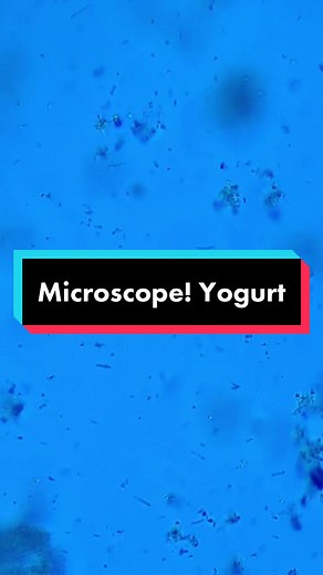 Exploring Activia Yogurt Through a Microscope