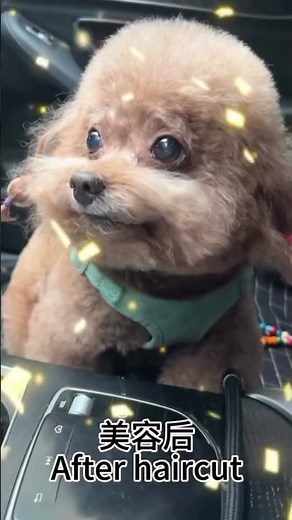 The ORIGIN of the Chinese Dog Rap meme (Dog + Song)