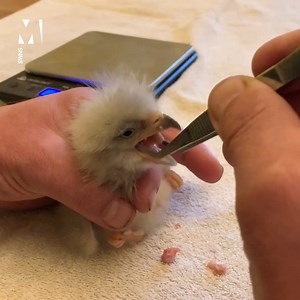 This is the sweet moment a newly-hatched rare eagle chick was fed for the first time - after wildlife specialists successfully bred the only mating pair in Britain. | Metro