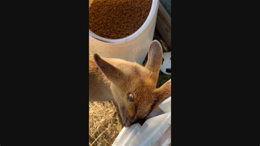 Muntjac Deer Looks Like a Space Alien