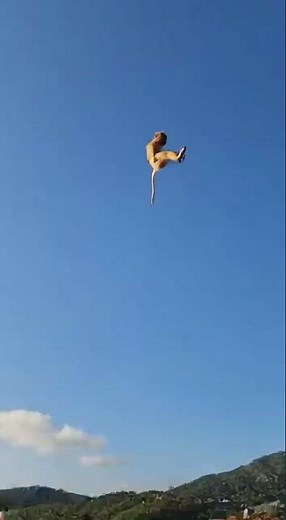 Monkey Launched into Air by Firework! Unbelievable! #MonkeyBusiness #FireworkFail #EpicFail