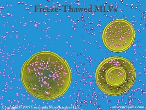 Liposome Basics-Part two