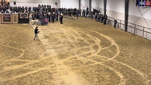 Lot #9 was a dandy today. Watch sale live --> https://www.youtube.com/@mthopeauction941 | Mt. Hope Event Center