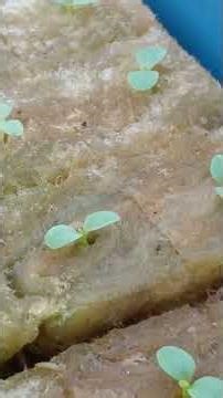 Semai menggunakan benih selada F2