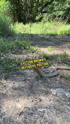 Understanding Eastern Brown Snakes Defensive Posture