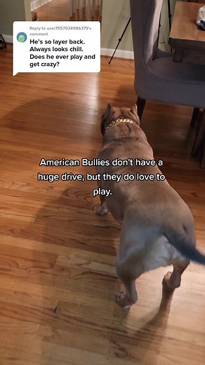 Funny Dog Having Zoomies in Mirror