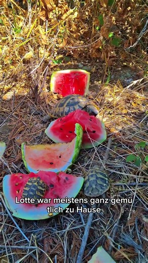 Unsere Schildkröten haben Babys bekommen! 🐢 | Lotte & Lothar #turtle