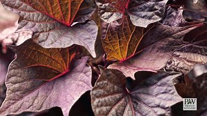 20K views · 514 reactions | Launch your container gardens off the right way this season! | Proven Winners | Facebook