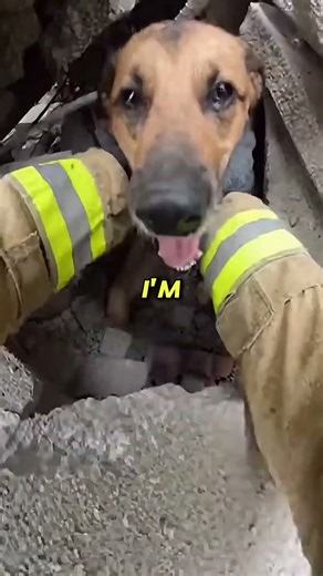 Firefighter Rescues Dog From Collapsed House!