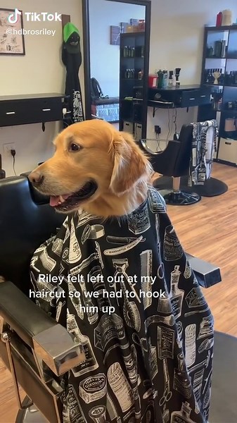 Golden Retriever Dog Grooming: Funny Trim Time