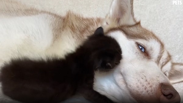 8 Adorable Pets and Their Unbreakable Bonds
