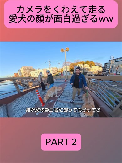 カメラをくわえて走る愛犬の顔が面白過ぎるww. P2#ジョイの小部屋 #pet #trend #fyp #viral #japan #dog #dogoftiktok