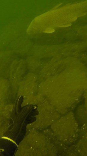 Ed Bieber on Instagram: "Menominee, MI Lighthouse Cleanup. #scubadiving #cleanup #menominee #michigan #marinette #wisconsin #fishing #magnet #daiwa #bassfishing #carp #walleye #gopro #fyp #edthediver #bekind #trash #treasure"