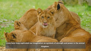 Top 10 Strongest Lions Ever Documented