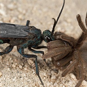 1.3M views · 3.9K shares | Strong but slow, and small but fast | The gruuu - Wildlife and survival animals | Facebook