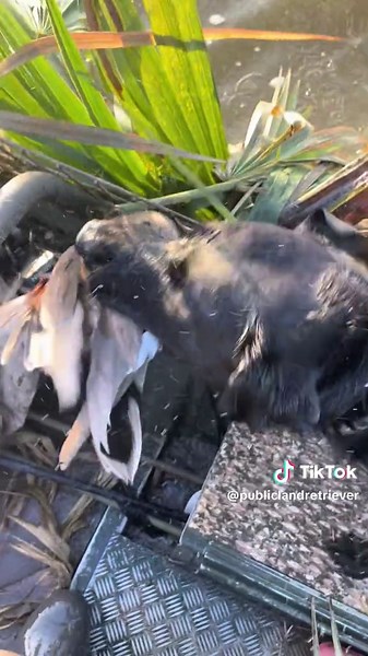 Fun fact: I didn’t force fetch #labradors #retrievers #publicland