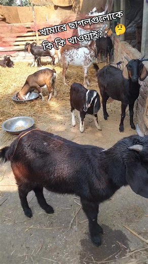 ছাগল খামার: ছাগলগুলোকে কি কি খাওয়াই
