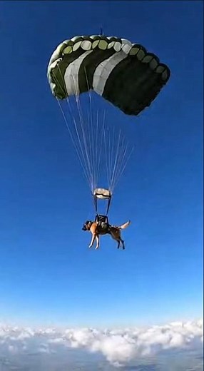 Elite K9 Parachute Operations. #k9 #k9dog #dogk9 #malinois #military #dog
