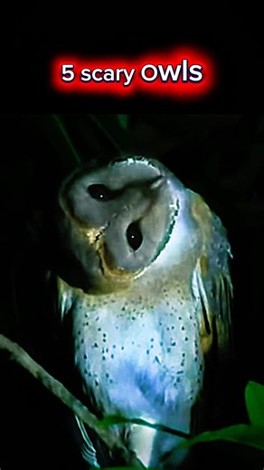 5 Scary Owls: Like You’ve Never Seen Them Before