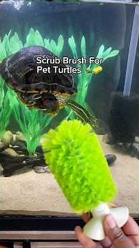 Bottle Cleaning Brush = Enrichment For Pet Turtles 🐢🧽 #turtletank #turtlecare #reptiles