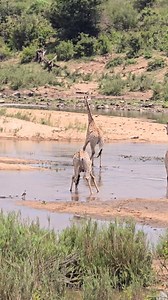 Look at this beautiful scene of giraffe in the water 🦒 #giraffe #river #drinking #wildlife #elegance | Hayley Myburgh Safari Guide