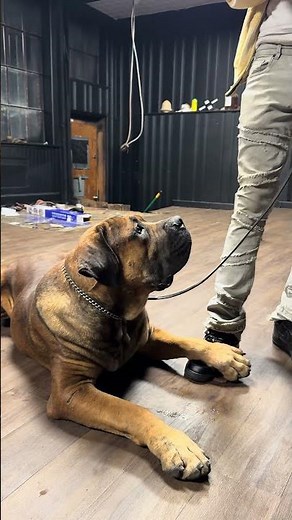 Boerboel Training Lesson One Complete #boerboel #dogbreed