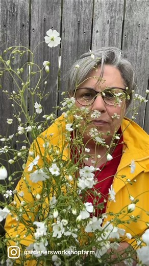 “Cool Flower Planting for Everyone” podcast just dropped! Comment FIELD for the link to the Field & Garden Podcast. I explain the simple but crucial “very early spring” planting window — when to start, how to prepare, and why getting it right makes all the difference. Whether you’re growing sweet peas, snapdragons, stock, or others, this practical episode will help you plan, plant, and grow the gorgeous blooms you crave! Annual Baby’s Breath ‘Covent’ first to bloom when fall planted. Cool Flower