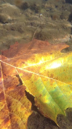 Fall on the West Branch Susquehanna River. | Pennsylvania Fish and Boat Commission