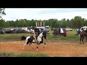 Spectacular Spotted Tennessee Walking Horses at Pittsburg Texas Trail Ride