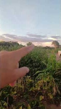 Selling cheap 6.94 hectares Serra do Brejo Bodoco PE also accepting trades for something of inter...
