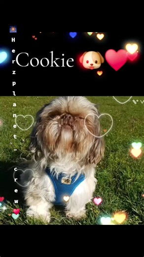 wie aus einer Crew die #🎇herzplanet_crew♥️ tolle Freundschaften enstanden♥️trotz meiner Krankheit und Auflösung🥹meiner Crew die tollsten Freundschafen endstanden ...da zählten noch die inneren Werte mehr als alles andere @Jean @Gabi@Antje @💕Antje💕 @Denise Bayazit 2.0 @Heikle @heiko jeder hat seinen Weg gefunden aber alle sind .. alle für einen einer für alle da 🎇♥️ @deep subcutan 🎇herzplanet_crew♥️ #🖤💎BDQueen🫦Cocki 👑 Schookochino 🖤💎BDlady🌹Cocki2👠 #🖤💎bediamond💎🖤 -Liga 💎