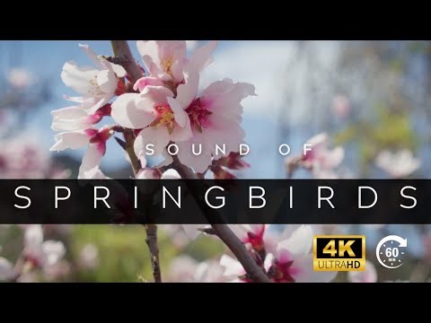 Sound of Spring Birds | Peaceful Morning Nature Ambience for Relaxation & Focus