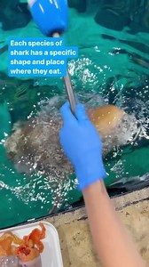 Feed the sharks with us!🦈 Join us for a Shark Feeding Tour at Shedd — https://bit.ly/3Odc0wb. | Shedd Aquarium