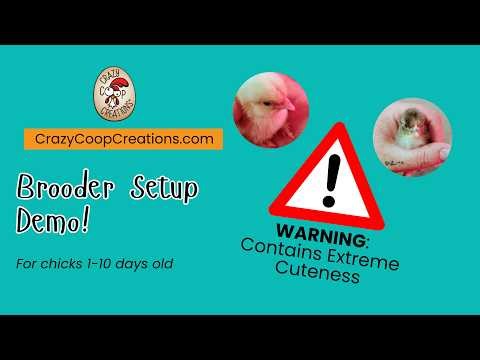 How to Set Up a Brooder | Raising Chicks Successfully!