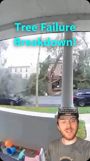 Andrew Conboy | This Silver Maple (Acer saccharinum) fell apart in my area last week and landed on some valuable property. Here’s what we can learn about... | Instagram