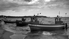 Good news from the sea: Ocean conservation success stories