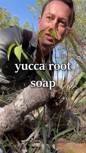 Paleo Foraging on Instagram: "Yucca root soap REFERENCES - Banks, William H. 1953. Ethnobotany of the Cherokee Indians. - Barrows, David Prescott. 1967. The ethno-botany of the Coahuilla Indians of Southern California. - Bean, John Lowell and Katherine Siva Saubel. 1972. Temalpakh (from the earth): Cahuilla Indian knowledge and usage of plants. - Carlson, Gustav G. and Volney H. Jones. 1939. Some notes on uses of plants by the Comanche Indians. - Cook, Sarah Louise. 1930. The ethnobotany of Jeme