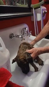 Bath Day at Mohawks Malinois - World Class Belgian Malinois - Our Dogs Get The Job Done - Bowling Green, Kentucky - Veteran Owned - Waiting List 2025 - In Home Born and Raised NOT in a Kennel | Mohawks Malinois