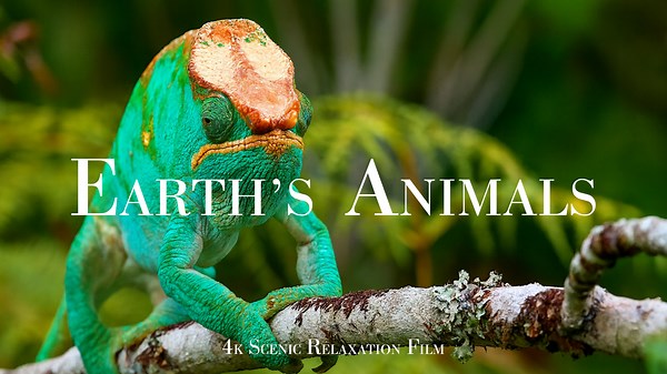 世界中の野生動物を観察 – 4K映像